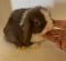 Holland Lop Bunny- Broken Chocolate Buck with Pedigree