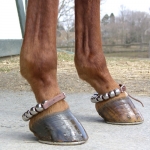 Leather Rattle Straps - Ankle Rollers