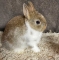 Netherland Dwarf Bunny - Broken Chestnut